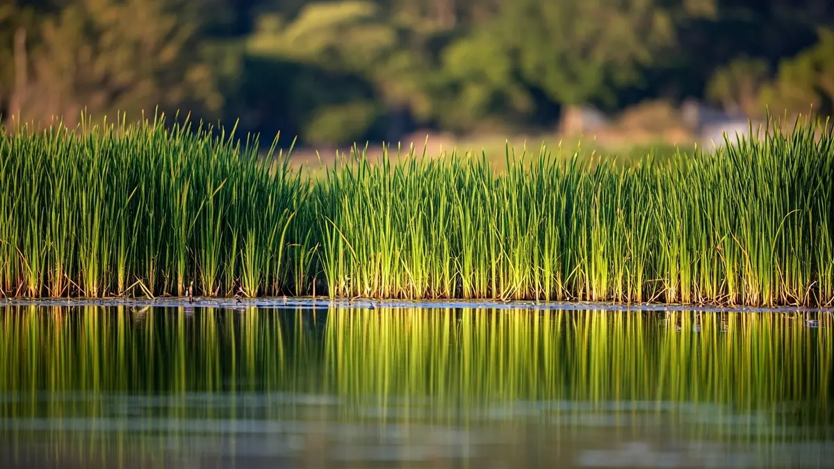 Imaxe xenérica dun humidal galego, destacando a súa beleza natural e a vexetación acuática.