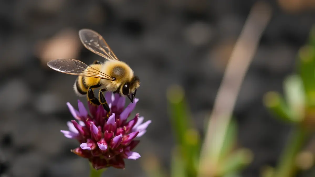 Imagen genérica de una abeja en una flor de brezo.