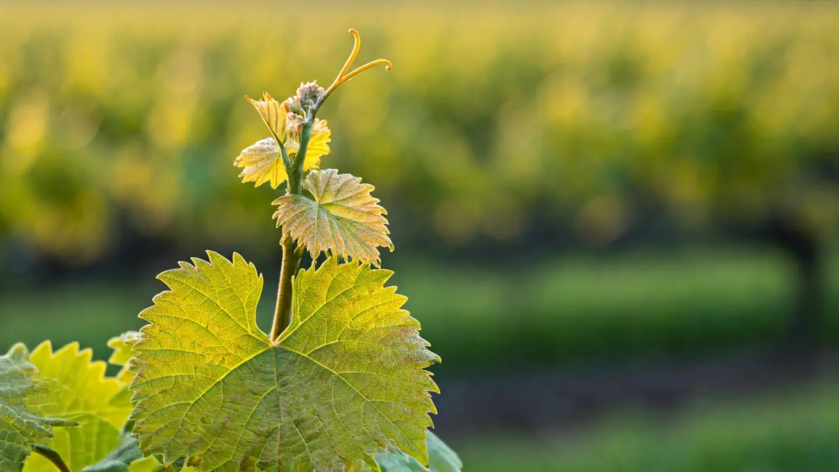 Imaxe de brotes de vide afectados por xeadas tardías na D.O. Monterrei.