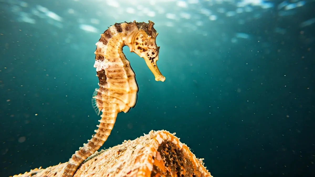 Cabaliño de mar agarrado a un arrecife artificial no porto de Vigo.