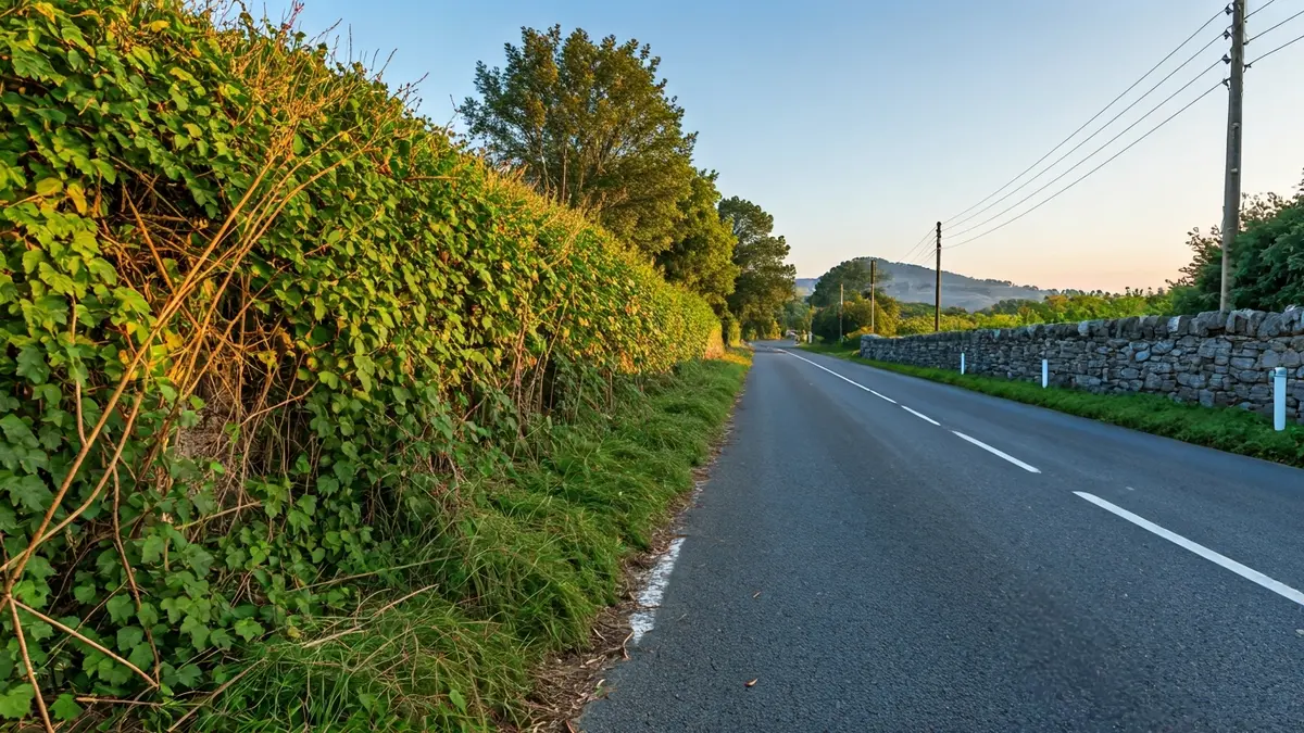 Imaxe dunha estrada rural en Ferrol desbrozada.