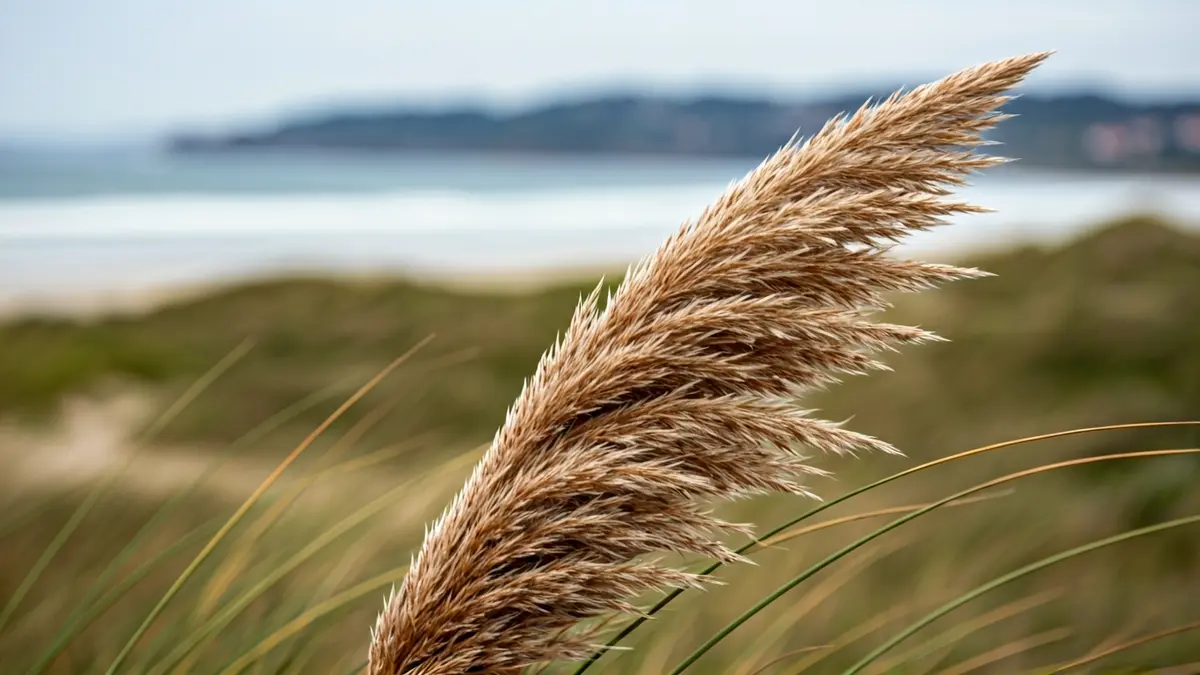 Imaxe da herba da Pampa, unha especie invasora.