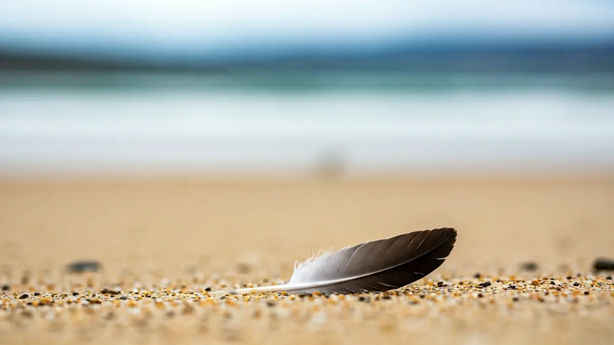Imagen genérica de una pluma de gaviota en una playa gallega, con el mar de fondo.
