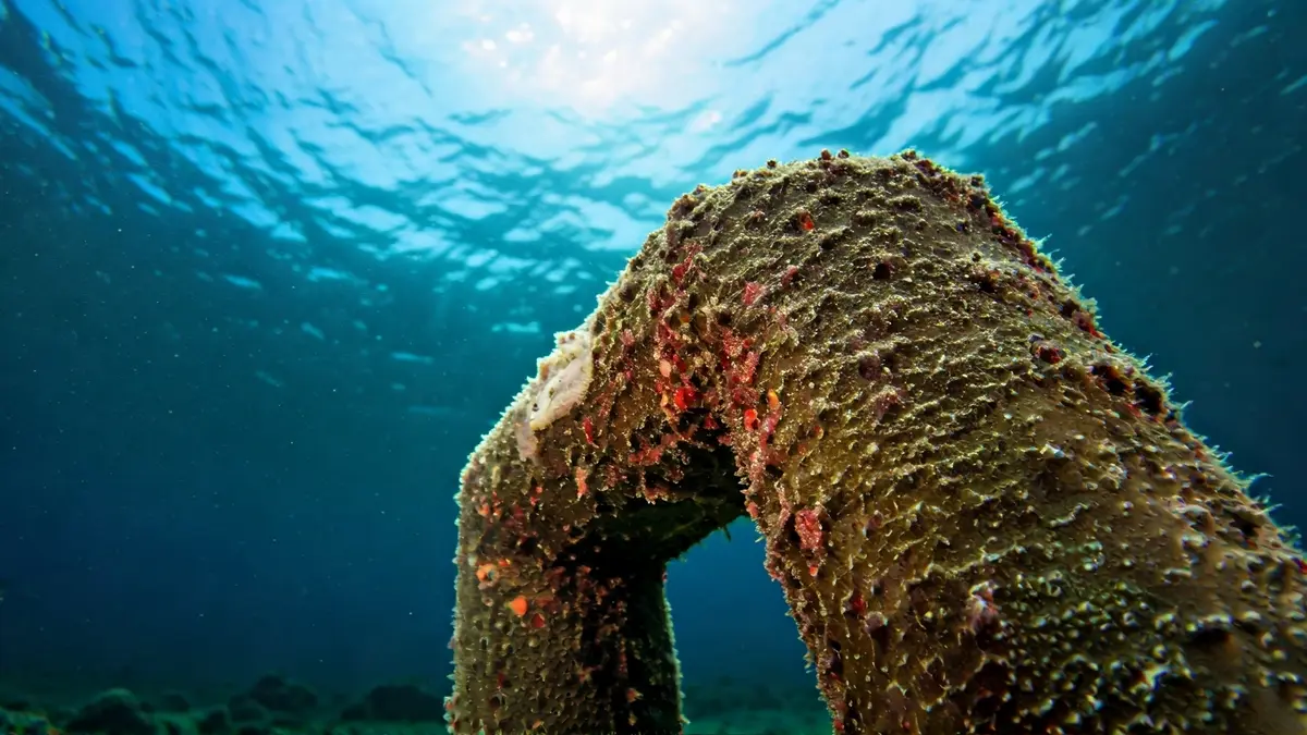Cabaliño de mar aferrado a un refuxio submarino no Porto de Vigo.