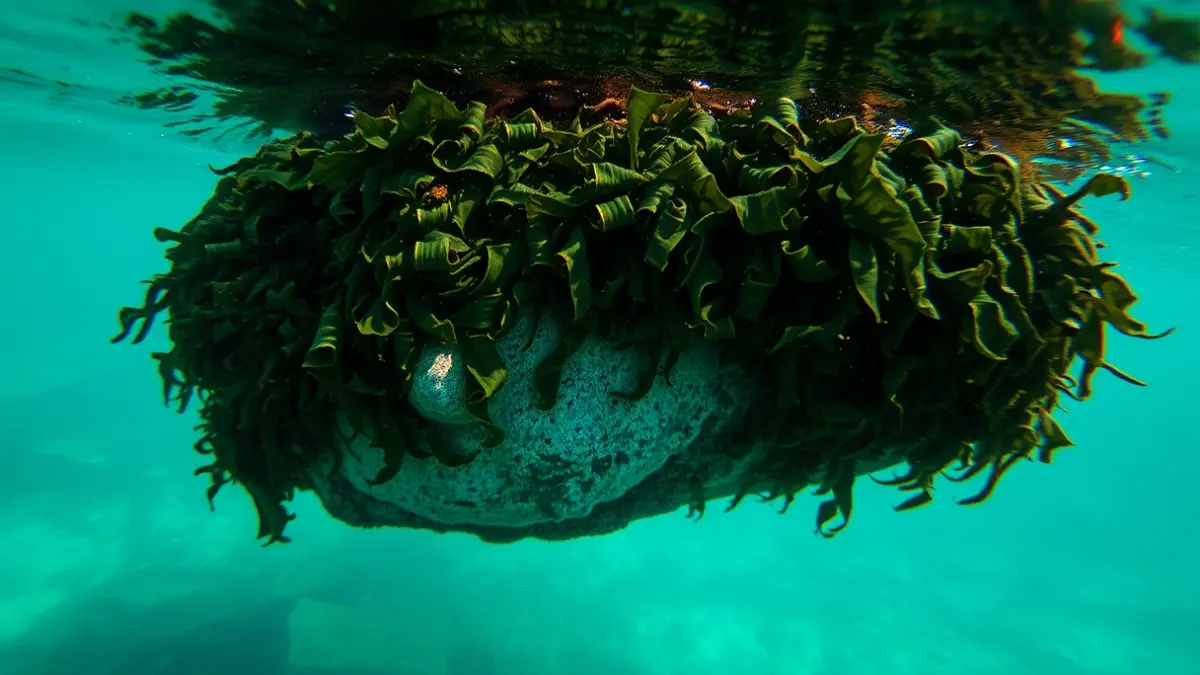 Imagen de una roca cubierta por algas invasoras bajo el agua.