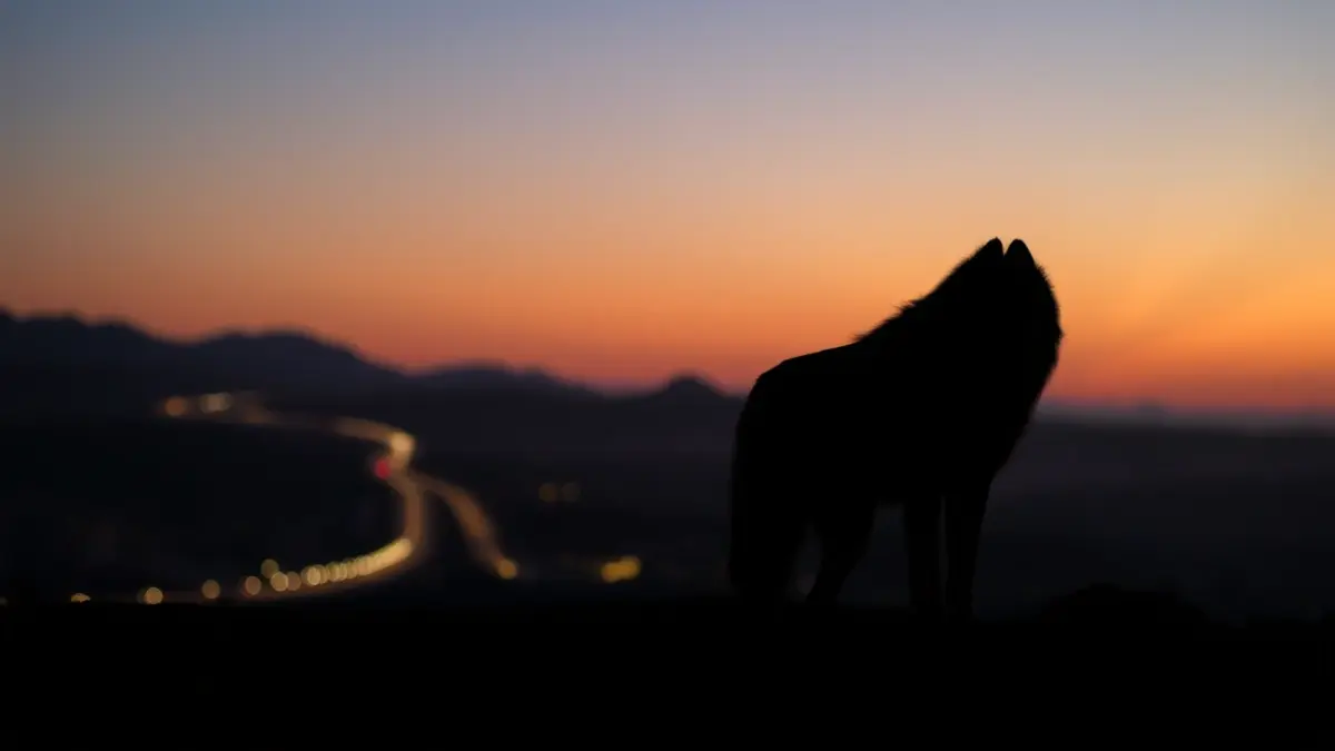 Imagen genérica de un lobo ibérico en un paisaje humanizado.