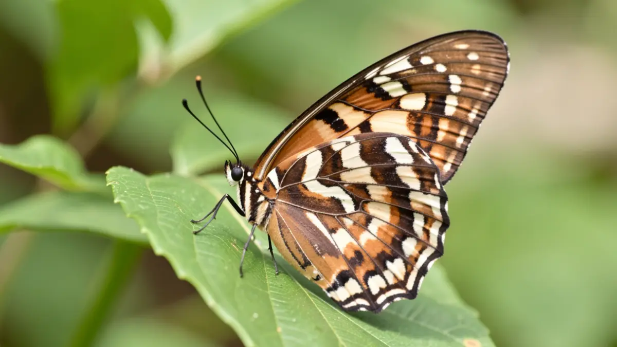 Unha fermosa bolboreta tropical Heliconius pousada nunha folla verde.