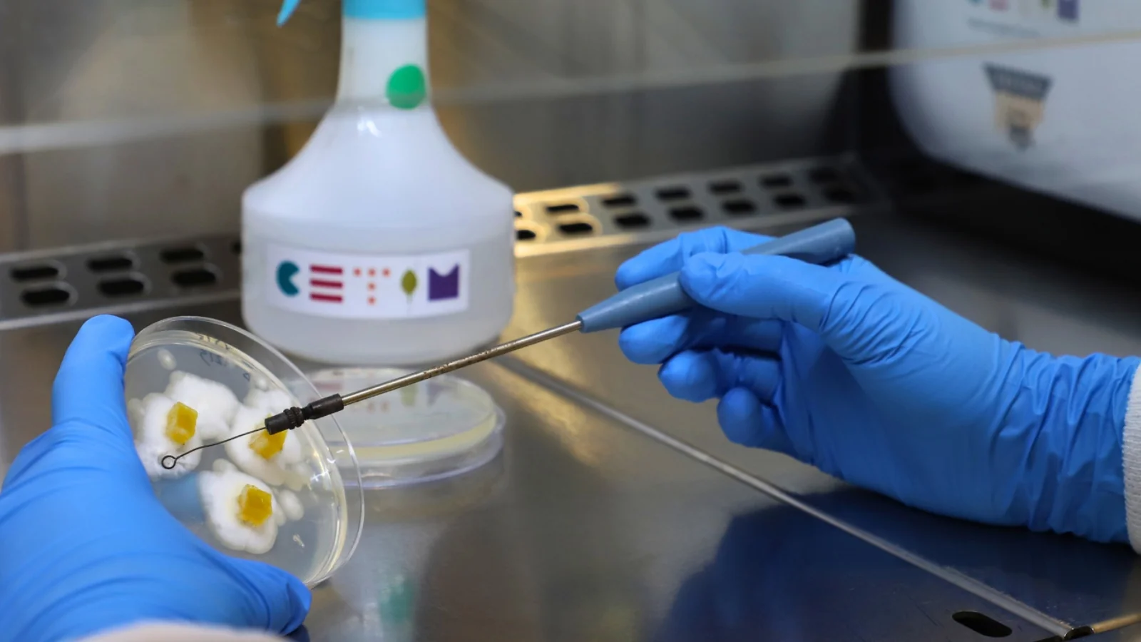 CETIM apóiase na biotecnoloxía e a economía circular para crear as proteínas alimentarias do futuro