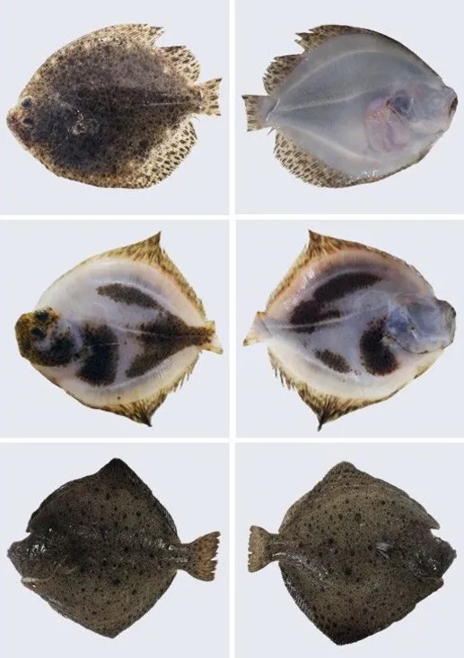 Identifican xenes clave na malpigmentación do rodaballo