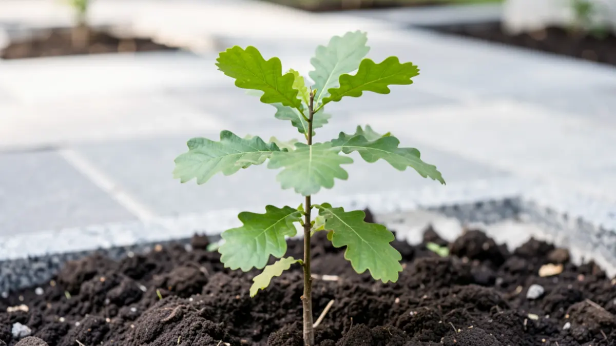 Imagen genérica de un árbol joven plantado en una zona urbana con pavimentación de piedra.